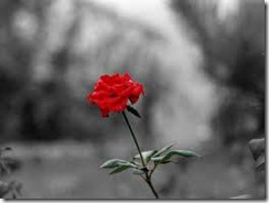rose